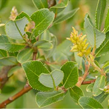 Salix foetida / Stink-Weide