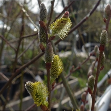 Salix aurita / Ohr-Weide