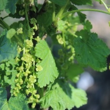 Ribes petraeum / Felsen-Johannisbeere