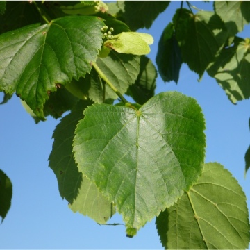 Tilia cordata / Winter-Linde