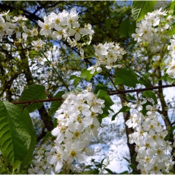 Prunus padus / Gemeine Traubenkirsche