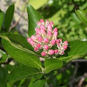 Sorbus chamaemespilus / Zwergmispel