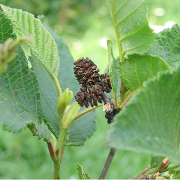 Alnus incana / Grauerle