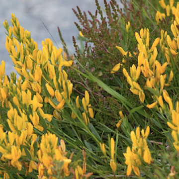 Genista tinctoria / Färberginster