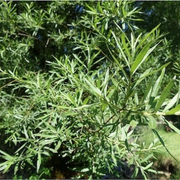 Salix elaeagnos / Lavendel-Weide