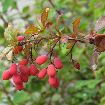 Berberis vulgaris / Berberitze