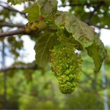 Acer pseudoplatanus / Berg-Ahorn