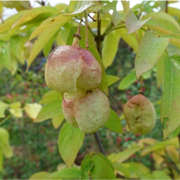 Staphylea pinnata / Pimpernuss