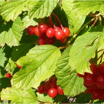 Viburnum opulus / Gemeiner Schneeball