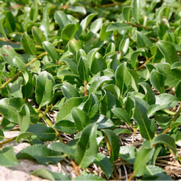 Salix breviserrata / Kurzzähnige Weide