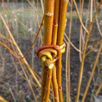  Salix x fragilis 'Opas Bindeweide' m / PSR