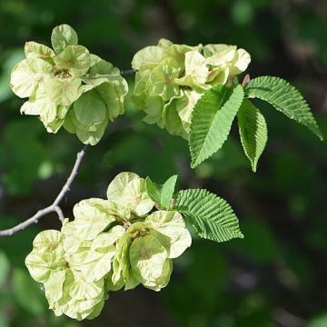 Ulmus minor / Feld-Ulme