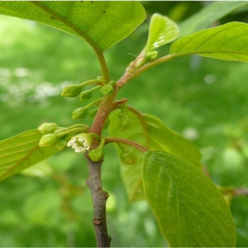 Frangula alnus / Faulbaum