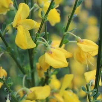 Cytisus scoparius / Besenginster