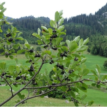 Rhamnus alpina / Alpen-Kreuzdorn