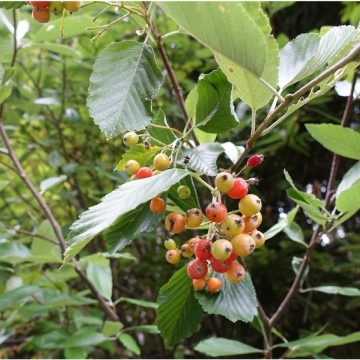 Sorbus aria / Mehlbeerbaum