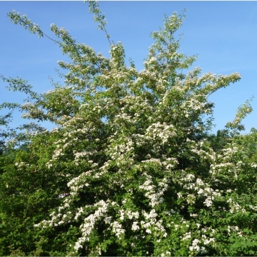 Crataegus laevigata / Zweigriffliger Weissdorn