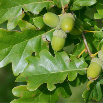 Quercus petraea / Trauben-Eiche