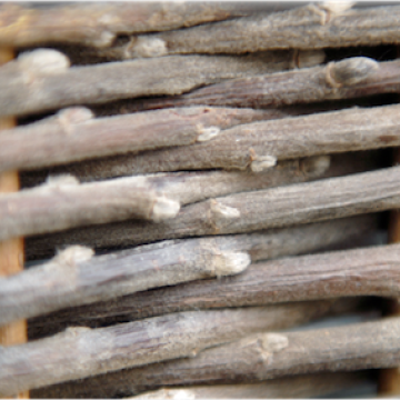 Salix nigricans "Nebularis" m / Sorte
