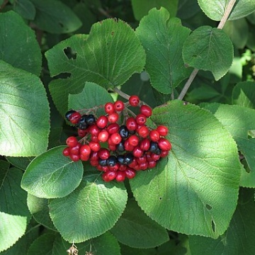 Viburnum lantana / Wolliger Schneeball