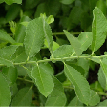 Salix cinerea / Grau-Weide