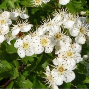 Crataegus monogyna / Eingriffliger Weissdorn