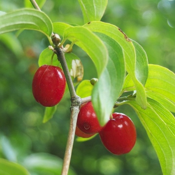 Cornus mas / Kornelkirsche