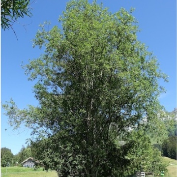 Salix myrsinifolia / Schwarzwerdende Weide