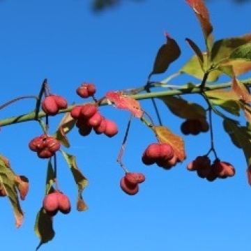 Euonymus europaeus / Gemeines Pfaffenhütchen