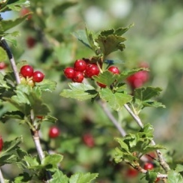 Ribes alpinum / Alpen-Johannisbeere