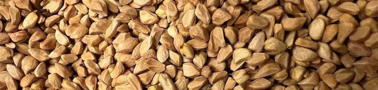 Nahaufnahme von Rosensamen