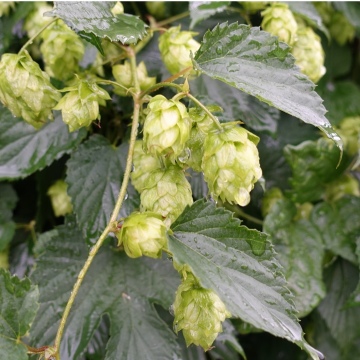 Humulus lupulus / Hopfen