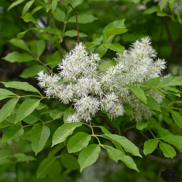 Fraxinus ornus / Manna-Esche