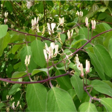 Lonicera xylosteum / Rote Heckenkirsche