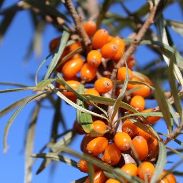 Hippophae rhamnoides / Sanddorn