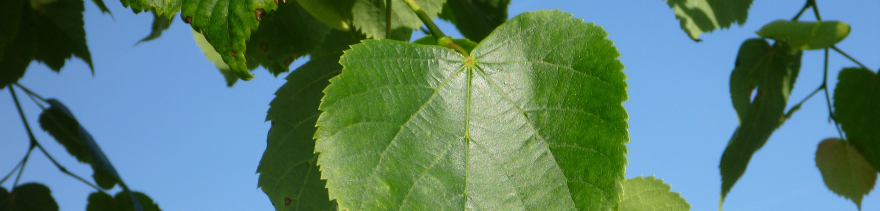 Linden-Blatt