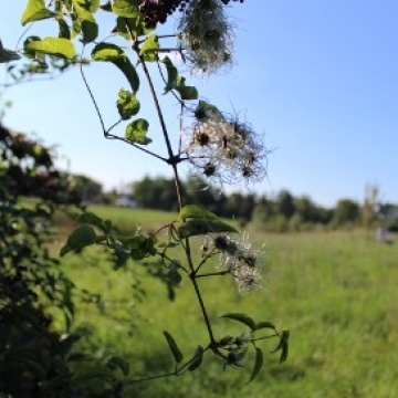 Clematis vitalba / Gemeine Waldrebe