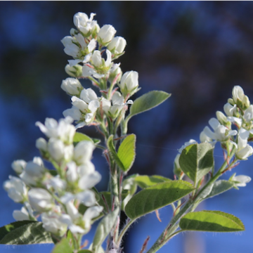 Amelanchier ovalis / Felsenmispel