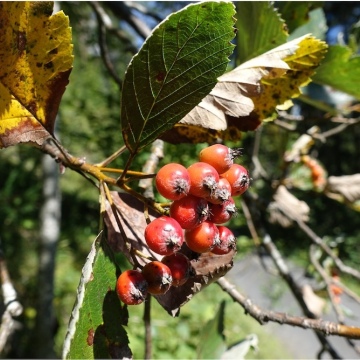 Sorbus mougeotii / Mougeots Mehlbeerbaum