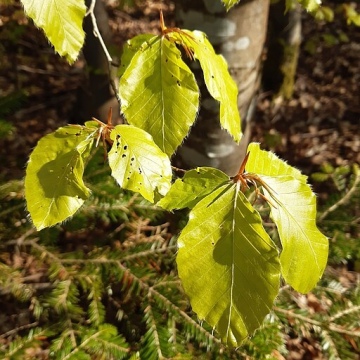 Fagus sylvatica / Rotbuche