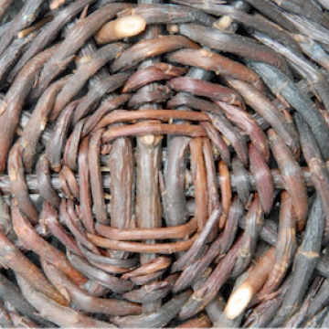Salix daphnoides "Netta Statham" m / PSR