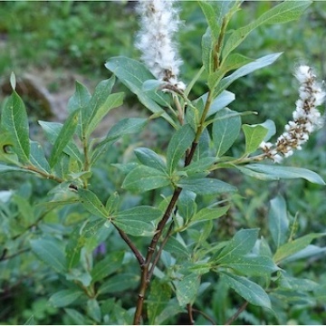 Salix hastata / Spiessblättrige Weide