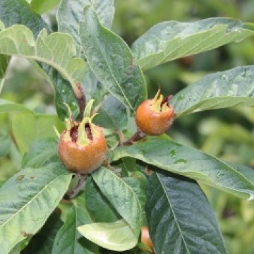 Mespilus germanica / Mispel