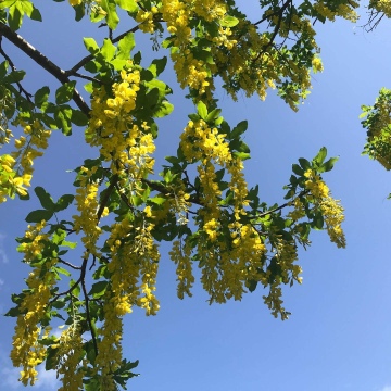 Laburnum alpinum / Alpen-Goldregen