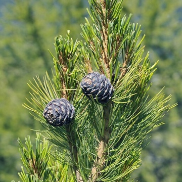 Pinus cembra / Arve