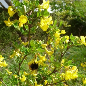 Hippocrepis emerus / Strauchwicke