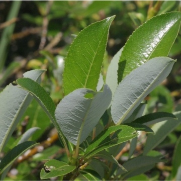 Salix glabra / Kahle Weide
