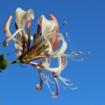 Lonicera periclymenum / Windendes Geissblatt