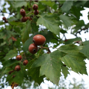 Sorbus torminalis / Elsbeerbaum