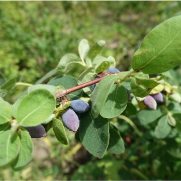 Lonicera caerulea / Blaue Heckenkirsche